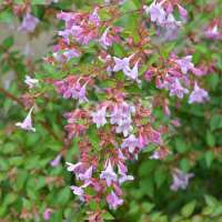 Abelia'Ping Pong' 