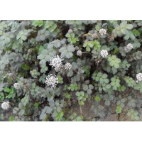 Acaena buchananii