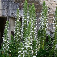 Acanthus mollis'Rue Ledan'