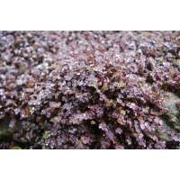 Acaena interms'Purpurea'