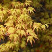 Acer palmatum'Katsua' 