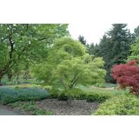 Acer palmatum'Koto-No-Ito' 