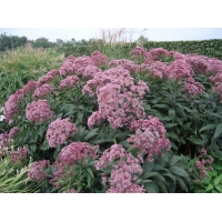 Eupatorium maculatum'Riesenschirm' 