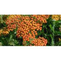 Achillea'Feuerland'