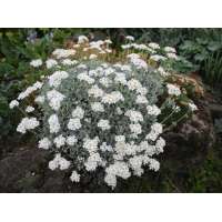 Achillea umbellata