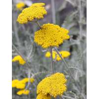 Achillea clypeolata