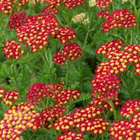 Achillea millefolium'Milly Rock Red'