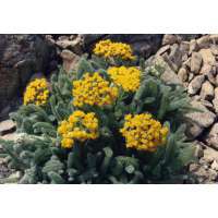 Achillea tomentosa'Aurea' 