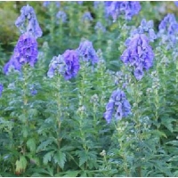 Aconitum carmichaelii'Arendsii'