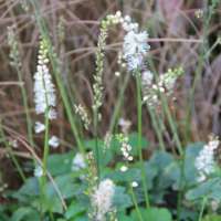 Actaea japonica'Cheju-Do'