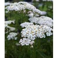 Achillea filipendulina'Heinrich Vogeler'