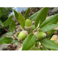 Quercus ilex 