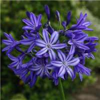 Agapanthus'Vallée de Loire'