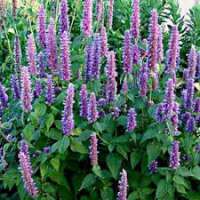 Agastache foeniculum