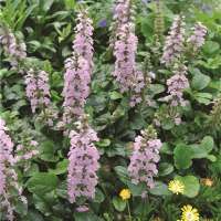 Ajuga reptans'Rosea'