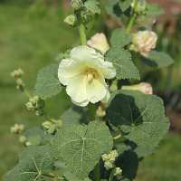 Alcea rosea'Sunshine'