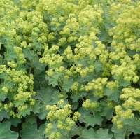 Alchemilla mollis 