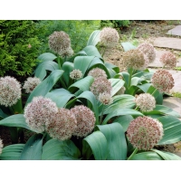 Allium karataviense