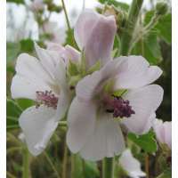 Althaea officinalis