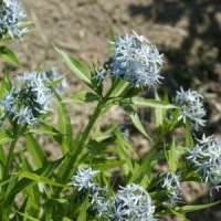 Amsonia'Halfway to Arkansas'