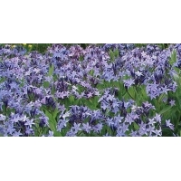 Amsonia'Blue Ice'