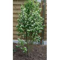 Amelanchier alnifolia'Obelisk' 