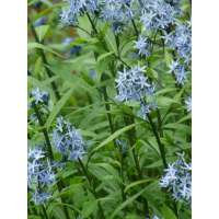 Amsonia tabernaemontana'Stella Azul'