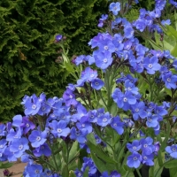 Anchusa azurea'Loddon Royalist'