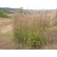 Andropogon gerardii