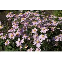 Anemone hybrida'Loreley'