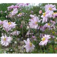 Anemone hybrida'Mont Rose' 