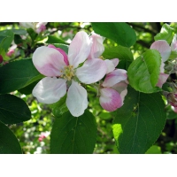 Malus sylvestris 