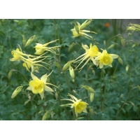 Aquilegia chrysantha'Yellow Queen'