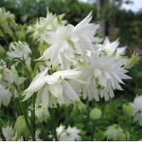 Aquilegia vulgaris'White Barlow'