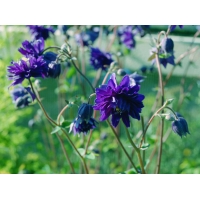 Aquilegia vulgaris'Blue Barlow'