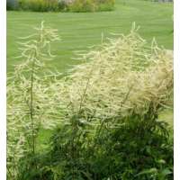 Aruncus dioicus'Whirlwind'