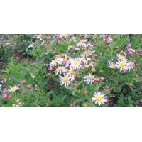 Aster ageratoides'Asmo' 