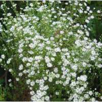 Achillea'Hartington White'