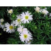 Aster dumosus'Apollo'