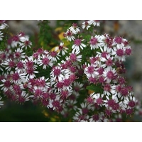 Aster lateriflorus'Prince'