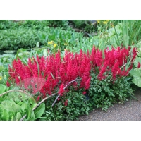 Astilbe arendsii'Fanal' 