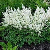 Astilbe japonica'Deutschland' 