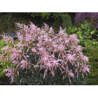 Astilbe simplicifolia'Hennie Graafland' 