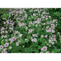 Astrantia major'Pink Pride'