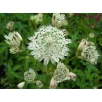 Astrantia major'Shaggy'