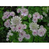 Astrantia major