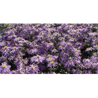 Aster macrphyllus'Twilight'