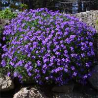 Aubrieta'Hamburger Stadspark'