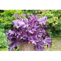 Heuchera'Forever Purple'