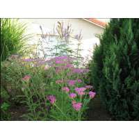 Achillea millefolium'Lilac Beauty' 